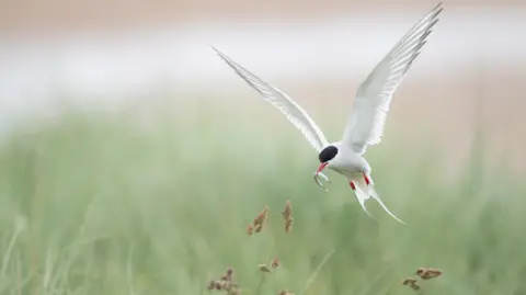 Rachel Bigsby/National Trust images  An Arctic tern, with a sand eel in its mouth 