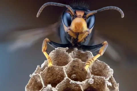 A murder hornet sitting on a nest