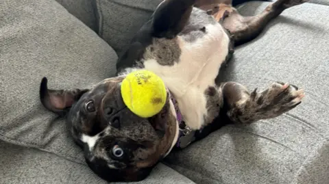 Emily Wathey Bluey, a young Staffordshire bull terrier laying on her back on a grey sofa carrying a tennis ball in her mouth