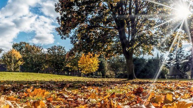 Sun shining through the leaves of a tree. Blue sky with white fluffy clouds. Yellow leaves on the ground