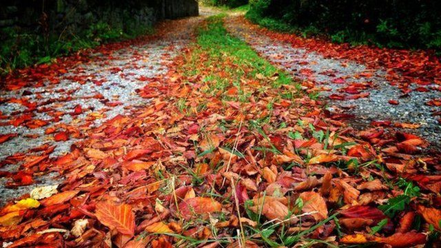 Red leaves on stony path