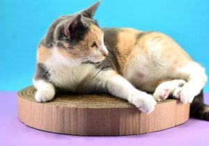 DIY Cardboard Cat Scratcher