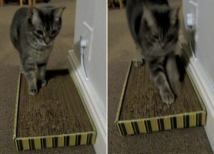 How to Make Cat Scratcher Out Of Cardboard