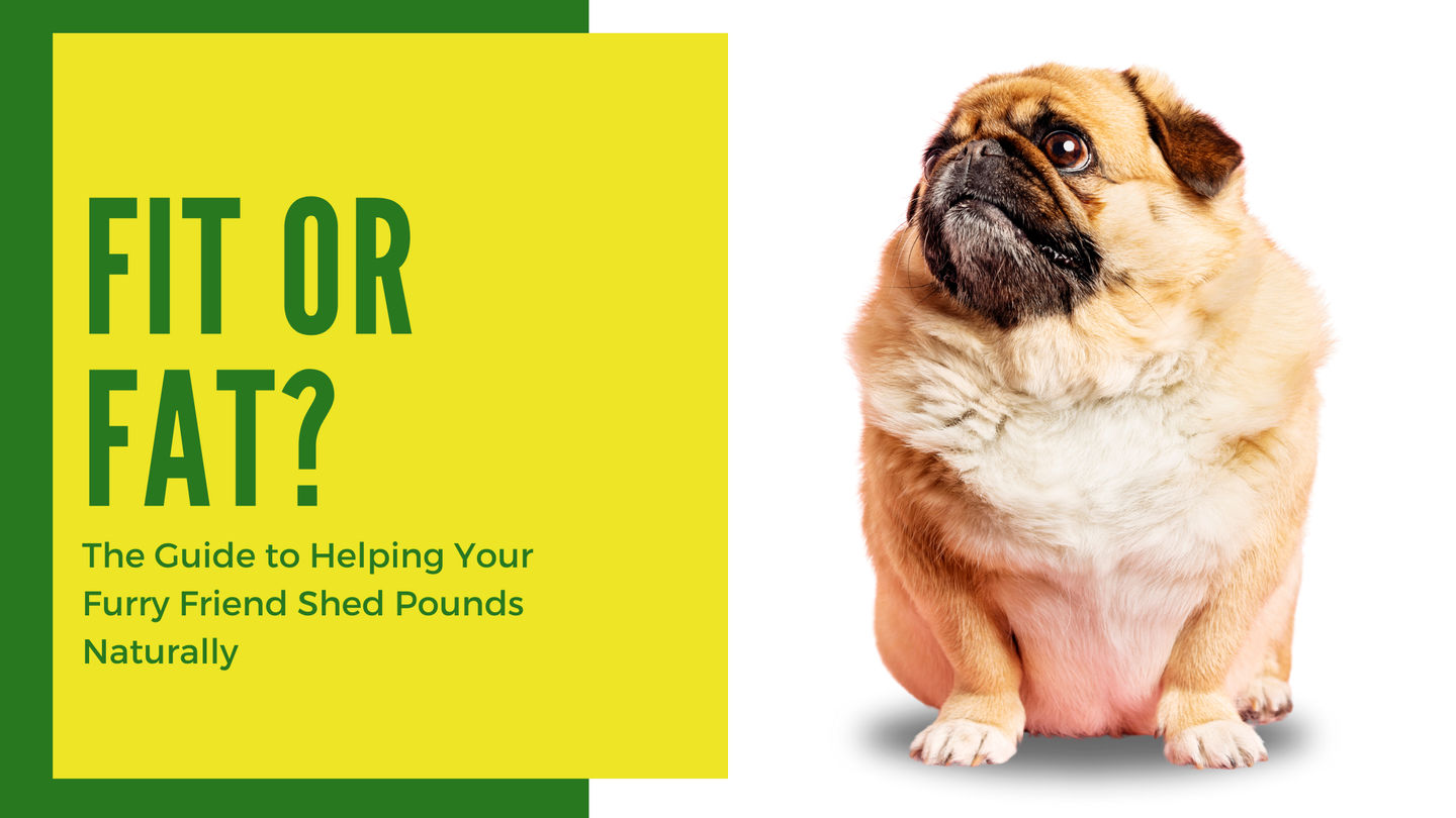 Fit Or Fat? The Guide To Helping Your Furry Friend Shed Pounds ...