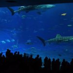 多逛水族館常保健康 歐研究：降血壓調心律