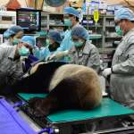 大熊貓圓圓進入發情高峰期 動物園進行人工授精拚生子