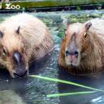 台北動物園也要有水豚啦！吃相超呆萌，還有「這可愛舉動」保育員都忍不住直呼：太療育！