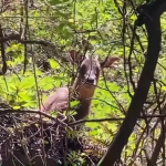 影》遊客少了罕見動物都跑出來！武陵農場因疫情自主休園　藍腹鷴、長鬃山羊現蹤