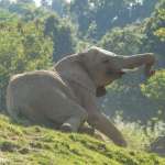 飛越7000公里，重返非洲！英國動物園13頭草原象將回到肯亞野化