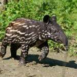 超萌「貘花豆」僅排第三名！台北動物園「明星動物」排行出爐，穩坐人氣王是牠