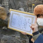 寒冬中的療癒對決：日本水豚「泡湯耐久大賽」！五間動物園精銳盡出，冠軍「PORU醬」泡湯近兩小時樂勝