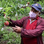 信義鄉新興經濟作物　紅玉甜桃甜脆口感5月正值產季