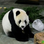 大貓熊團團病逝！柯文哲：謝謝陪著許多台灣人成長，動物園因你更豐富美好