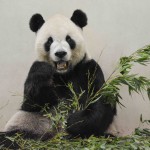 熊貓不只是可愛的吉祥物！3原因成為中國外交王牌，躺著就能左右國際局勢