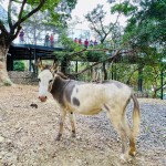 可愛動物們與大小朋友見面歡！壽山動物園12／16試營運