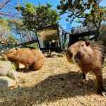 限時3天！兒童新樂園免費入園、壽山動物園萌萌水豚君見客