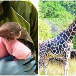 快訊》大小都沒保住！動物園食蟻獸「口袋莎」難產母子雙亡　長頸鹿「菊忠」壽終正寢照護員不捨