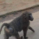 台北動物園只有10隻狒狒，六福村為何養超過100隻？內行人揭背後真相，不是因為太會生