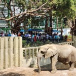 兒童節連Fun五天！衛武營、壽山動物園雙主場「孩」翻高雄