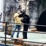黑熊竟比飼養員還瘦！佝僂站姿引遊客同情　園方駁「營養不良」：是夏季換毛