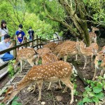 高雄壽山動物園預計10月初 喜迎第100萬名遊客