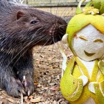 壽山動物園端出「嫦娥、吳剛手雕柚子」餵食萌獸！5千人搶看長鼻浣熊線上吃播：手工強大的員工