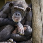 驚悚影片曝光！黑猩猩甩飛白鼻心、狂垂數十下致死，動物園回應了