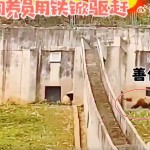 中國飼養員連國寶也打！遊客拍下「熊貓被鐵鏟狠揍」離譜影片　園區1處置遭轟：太輕描淡寫了吧