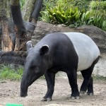 日本2歲馬來貘運輸抵台「已無生命跡象」！台北市立動物園證實：感到遺憾