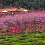 104年武陵農場櫻花季2月13日展開  交通疏運辦法出爐