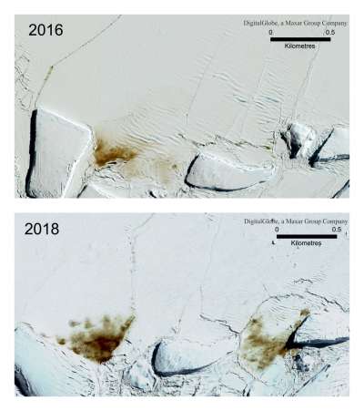 南極洲的哈雷海灣發生冰層崩塌後的衛星照對比圖。(AP)