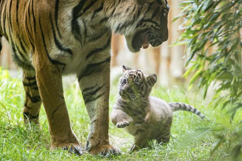 安徽省阜陽市穎東區一處民營野生動物園環境惡劣，致使園內瀕危稀有的東北虎就有20隻不幸死亡，其中有10隻幼虎。（示意圖，美聯社）