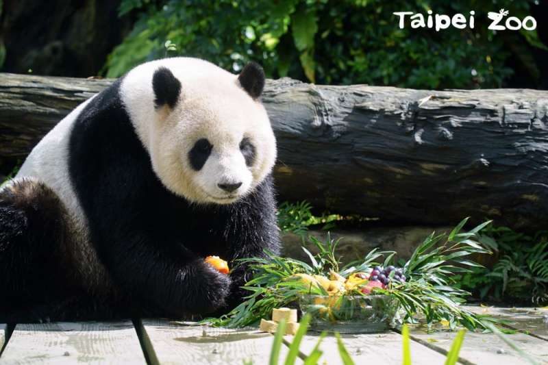 美國將陸續送回大貓熊。圖為台北動物園的大貓熊「圓寶」。（北市府）