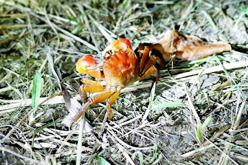 陸蟹是墾丁國家公園熱帶海岸環境的代表性物種。（台灣國家公園官網）