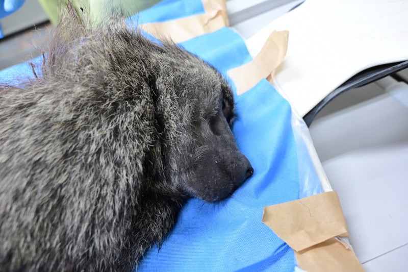 農業處指出，縣府在3月31日依違反野生動物保育法相關規定，核處莊福文化教育基金會5萬元罰款。（圖／林務局提供）