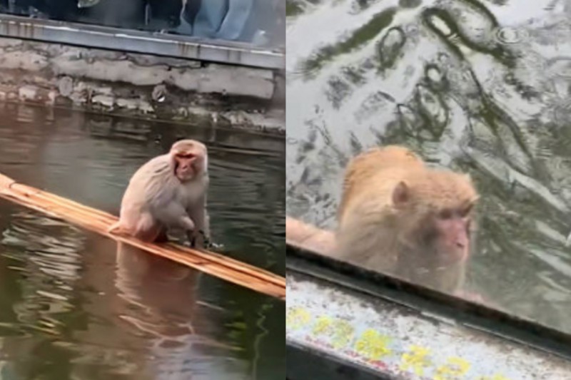 野猴遭到抓捕至動物園，挑釁猴王慘被暴打。（圖／翻攝自douyin@134748540）