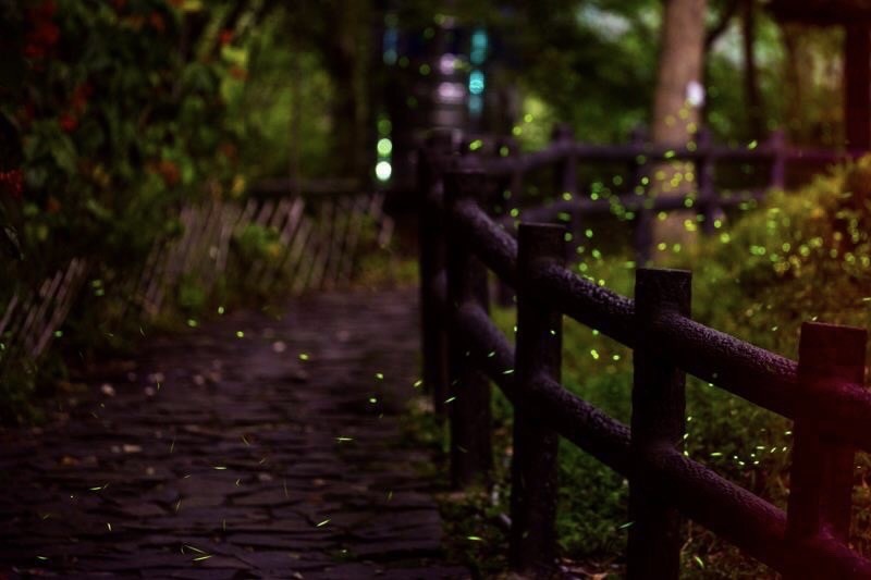 大坑生態園區在夜間點點螢光閃爍。（圖／臺中市風景區管理所提供）