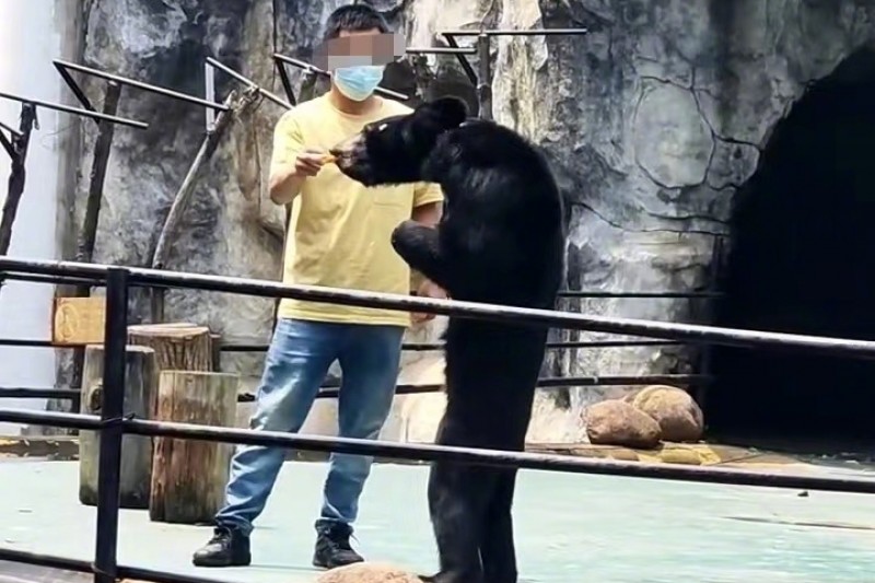 動物園的黑熊站起來比工作人員矮。（圖／翻攝自微博）