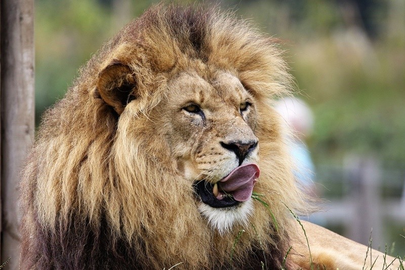 日本動物園裡的飼養員疑似被獅子咬死！（示意圖／取自免費圖庫pixabay）