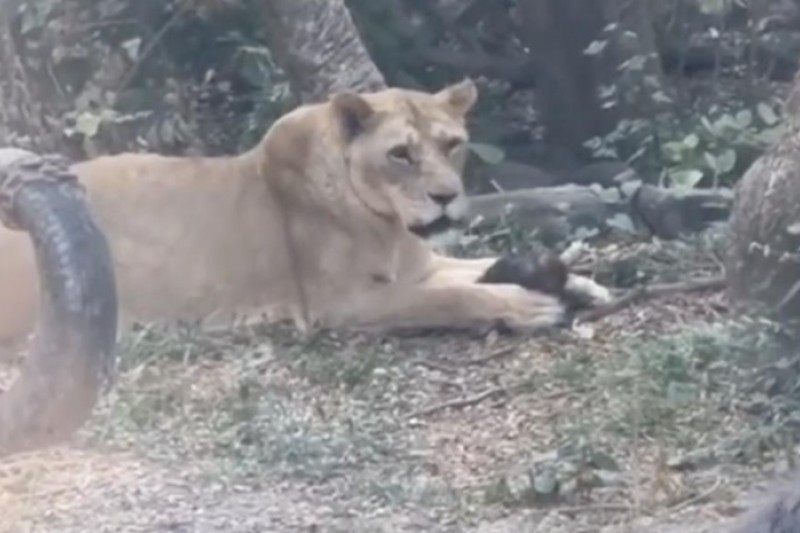 壽山動物園出現弱肉強食捕食場景。（圖／社會事影音）