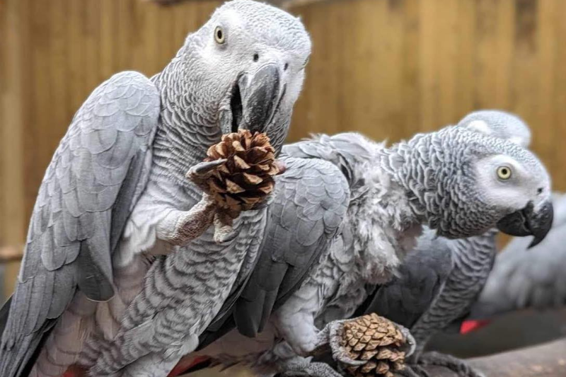 英國林肯郡野生動物園中的8隻非洲灰鸚鵡受到遊客的影響，學會了髒話並經常對來訪的遊客狂噴髒話。（圖／翻攝自林肯郡野生動物園臉書）