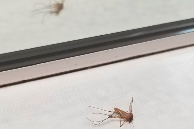 家裡蚊子突然變很多怎麼辦？內行人門口放1物有感變少！（示意圖／取自photo-ac）