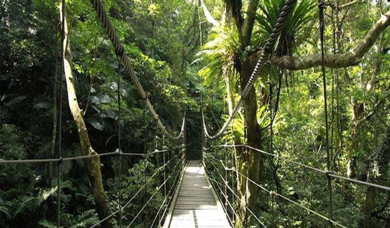 亞熱帶雨林。（圖/HotelsCombined提供）