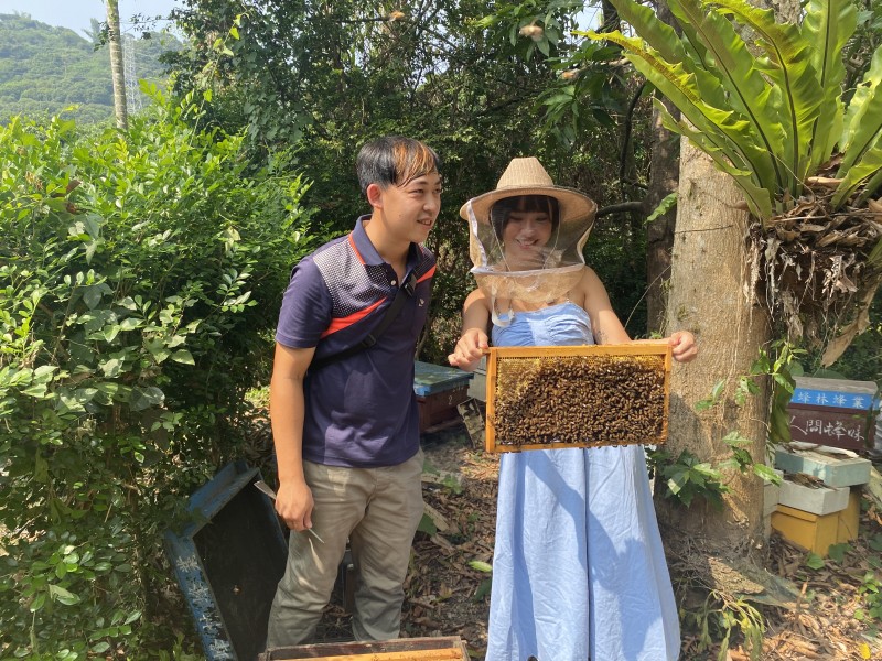 遊客在蜜蜂生態農場內可以近距離觀察蜜蜂飼養的生態。 (圖／王秀禾攝)