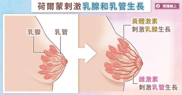 荷爾蒙會刺激乳腺和乳管生長。（圖／照護線上提供）