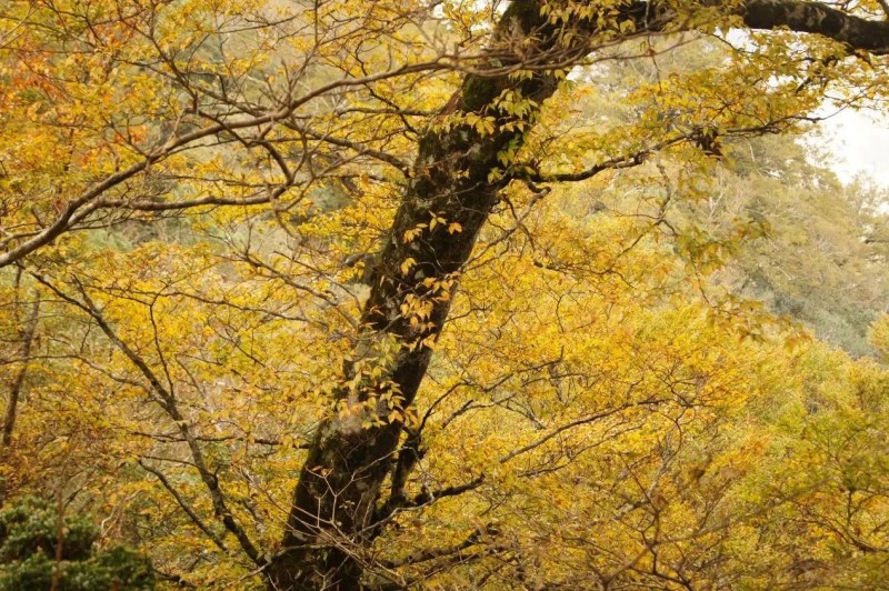 山毛櫸步道（圖／太平山森林遊樂區提供）