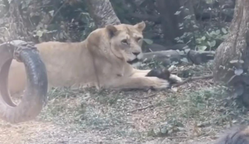 壽山動物園出現弱肉強食捕食場景。（圖／社會事影音）