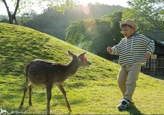 宜蘭斑比山丘Bambi Land。（圖／取自斑比山丘Bambi Land）