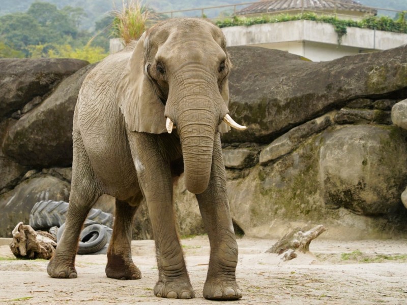 台北市立動物園的大象。（圖／取自臉書Taipei Zoo 臺北市立動物園）