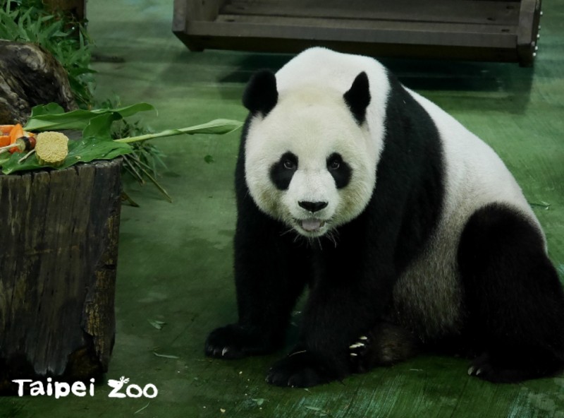 台北市立動物園的熊貓。（圖／取自臉書Taipei Zoo 臺北市立動物園）